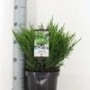 Jeneverbes (Juniperus Horizontalis 'Andorra Compact') -Tuinplanten Winkel juniperus hor. andorra compact zomer c3 m