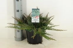 Jeneverbes (Juniperus Horizontalis 'Blue Chip') -Tuinplanten Winkel juniperus hor. blue chip winter c3 m