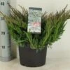 Jeneverbes (Juniperus Horizontalis 'Blue Chip') -Tuinplanten Winkel juniperus hor. blue chip winterc5 m