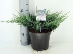 Jeneverbes (Juniperus Horizontalis 'Blue Chip') -Tuinplanten Winkel juniperus hor. blue chip zomer c3 m