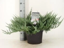 Jeneverbes (Juniperus Horizontalis 'Blue Chip') -Tuinplanten Winkel juniperus hor. blue chip zomer c5 m