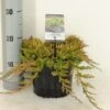 Jeneverbes (Juniperus Horizontalis 'Golden Carpet') -Tuinplanten Winkel juniperus hor. golden carpet c3 m