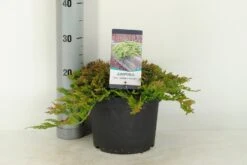 Jeneverbes (Juniperus Horizontalis 'Golden Carpet') -Tuinplanten Winkel juniperus hor. golden carpet c5 m