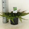 Jeneverbes (Juniperus Horizontalis 'Prince Of Wales') 1 Jeneverbes (Juniperus Horizontalis 'Prince Of Wales') -Tuinplanten Winkel juniperus hor. prince of wales c3 m