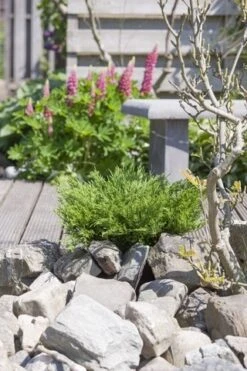 Jeneverbes (Juniperus Horizontalis 'Andorra Compact') 7 Jeneverbes (Juniperus Horizontalis 'Andorra Compact') -Tuinplanten Winkel juniperus horizontalis andorra compact