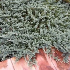 Jeneverbes (Juniperus Horizontalis 'Blue Chip') -Tuinplanten Winkel juniperus horizontalis blue chip