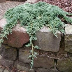 Jeneverbes (Juniperus Horizontalis 'Icee Blue') -Tuinplanten Winkel juniperus horizontalis icee blue pbr