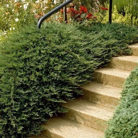 Jeneverbes (Juniperus Horizontalis 'Prince Of Wales') 4 Jeneverbes (Juniperus Horizontalis 'Prince Of Wales') - Afbeelding 2