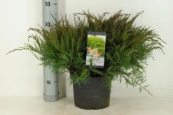 Jeneverbes (Juniperus Media 'Mint Julep') -Tuinplanten Winkel juniperus pfit. mint julep winter c5 m 1