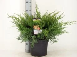 Jeneverbes (Juniperus Media 'Mint Julep') -Tuinplanten Winkel juniperus pfit. mint julep zomer c5 m 1