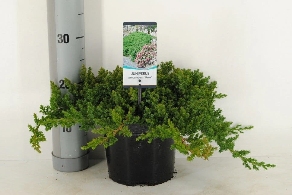 Jeneverbes (Juniperus Procumbens 'Nana') 3 Jeneverbes (Juniperus Procumbens 'Nana')