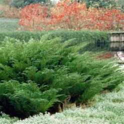 Sevenboom (Juniperus Sabina) -Tuinplanten Winkel juniperus sabina