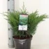 Sevenboom (Juniperus Sabina) -Tuinplanten Winkel juniperus sabina c3 m