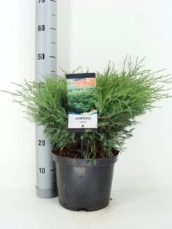 Sevenboom (Juniperus Sabina) -Tuinplanten Winkel juniperus sabina c5 m