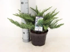 Sevenboom (Juniperus Sabina 'Tamariscifolia') -Tuinplanten Winkel juniperus sabina tamariscifolia zomer c3 m
