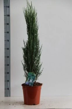 Jeneverbes (Juniperus Scopulorum 'Blue Arrow') -Tuinplanten Winkel juniperus scop. blue arrow 80 100 cm c7 kopie