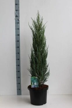 Jeneverbes (Juniperus Scopulorum 'Blue Arrow') -Tuinplanten Winkel juniperus scop blue arrow 100 125 cm co. 10l kopie