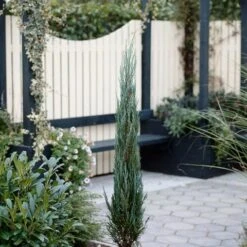 Jeneverbes (Juniperus Scopulorum 'Blue Arrow') -Tuinplanten Winkel juniperus scopulorum blue arrow
