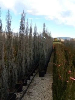 Jeneverbes (Juniperus Scopulorum 'Blue Arrow') -Tuinplanten Winkel juniperus scopulorum blue arrow 150 175