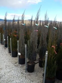 Jeneverbes (Juniperus Scopulorum 'Blue Arrow') -Tuinplanten Winkel juniperus scopulorum blue arrow 150 175 2
