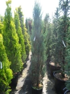 Tuinplanten Winkel -Tuinplanten Winkel juniperus scopulorum blue arrow 175 200