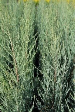 Jeneverbes (Juniperus Scopulorum 'Blue Arrow') -Tuinplanten Winkel juniperus scopulorum blue arrow 2