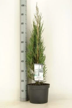 Jeneverbes (Juniperus Scopulorum 'Blue Arrow') -Tuinplanten Winkel juniperus scopulorum blue arrow c5 m