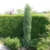 Jeneverbes (Juniperus Scopulorum 'Skyrocket') -Tuinplanten Winkel juniperus scopulorum skyrocket