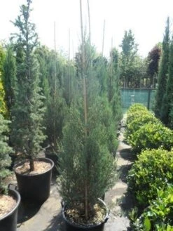 Jeneverbes (Juniperus Scopulorum 'Skyrocket') -Tuinplanten Winkel juniperus scopulorum skyrocket 150 175