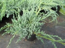 Jeneverbes (Juniperus Squamata 'Blue Carpet') -Tuinplanten Winkel juniperus squamata blue carpet 1