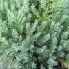 Jeneverbes (Juniperus Squamata 'Blue Carpet') -Tuinplanten Winkel juniperus squamata blue carpet 2