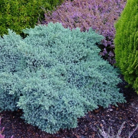 Jeneverbes (Juniperus Squamata 'Blue Star') 3 Jeneverbes (Juniperus Squamata 'Blue Star')