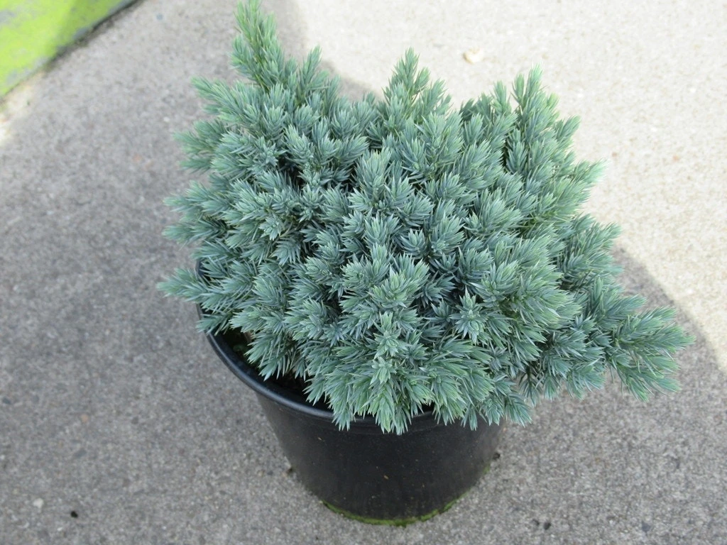 Jeneverbes (Juniperus Squamata 'Blue Star') 6 Jeneverbes (Juniperus Squamata 'Blue Star') - Afbeelding 4