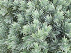Jeneverbes (Juniperus Squamata 'Blue Star') 12 Jeneverbes (Juniperus Squamata 'Blue Star') -Tuinplanten Winkel juniperus squamata blue star 2