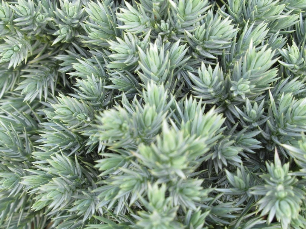 Jeneverbes (Juniperus Squamata 'Blue Star') 4 Jeneverbes (Juniperus Squamata 'Blue Star') - Afbeelding 2