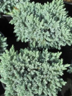 Jeneverbes (Juniperus Squamata 'Blue Star') 13 Jeneverbes (Juniperus Squamata 'Blue Star') -Tuinplanten Winkel juniperus squamata blue star 3