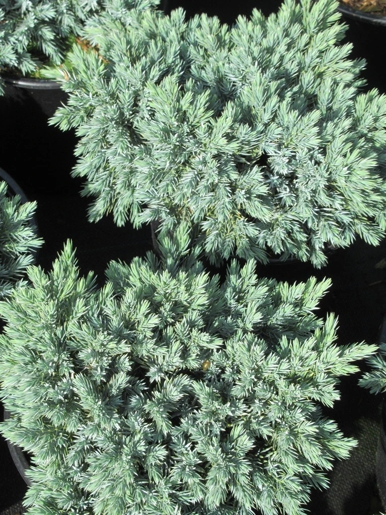 Jeneverbes (Juniperus Squamata 'Blue Star') 5 Jeneverbes (Juniperus Squamata 'Blue Star') - Afbeelding 3