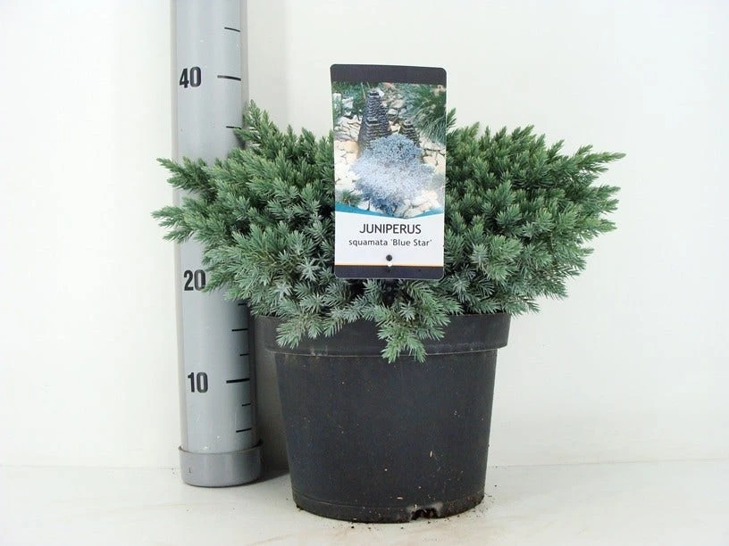 Jeneverbes (Juniperus Squamata 'Blue Star') 11 Jeneverbes (Juniperus Squamata 'Blue Star') - Afbeelding 9