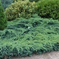 Jeneverbes (Juniperus Squamata 'Blue Swede') -Tuinplanten Winkel juniperus squamata blue swede