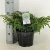 Jeneverbes (Juniperus Squamata 'Blue Swede') -Tuinplanten Winkel juniperus squamata blue swede c3 m