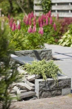 Jeneverbes (Juniperus Squamata 'Holger') -Tuinplanten Winkel juniperus squamata holger