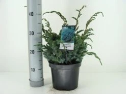 Jeneverbes (Juniperus Squamata 'Meyeri') 10 Jeneverbes (Juniperus Squamata 'Meyeri') -Tuinplanten Winkel juniperus squamata meyeri c3 m