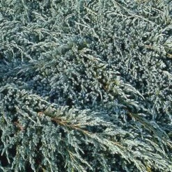 Jeneverbes (Juniperus Squamata 'Blue Carpet') -Tuinplanten Winkel jusbcarp 4