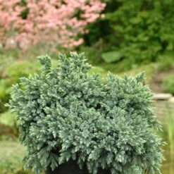Jeneverbes (Juniperus Squamata 'Blue Star') 15 Jeneverbes (Juniperus Squamata 'Blue Star') -Tuinplanten Winkel jusbstar 2