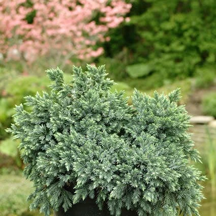 Jeneverbes (Juniperus Squamata 'Blue Star') 7 Jeneverbes (Juniperus Squamata 'Blue Star') - Afbeelding 5
