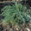 Jeneverbes (Juniperus Virginiana 'Grey Owl') -Tuinplanten Winkel juvgowl 4