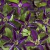 Bosrank (Clematis 'Noora') -Tuinplanten Winkel k13535 clematis noora pbr