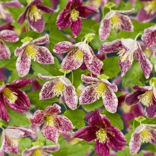 Bosrank (Clematis 'cirrhosa Freckles') 4 Bosrank (Clematis 'cirrhosa Freckles') - Afbeelding 2