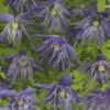 Bosrank (Clematis 'Spiky') 2 Bosrank (Clematis 'Spiky') -Tuinplanten Winkel k29630 clematis spiky pbr