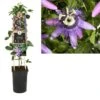 Passiebloem (Passiflora 'Betty Miles Young') 1 Passiebloem (Passiflora 'Betty Miles Young') -Tuinplanten Winkel k303.74610 passiflora betty miles young s pot